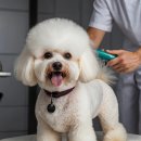 반려견 셀프미용 이미지