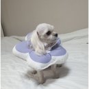 꽃강아지 쇼핑하우