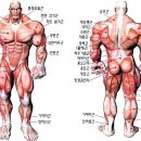 인체 근육 명칭 이미지