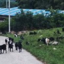 초방리 축사 이미지