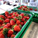 매지밀 딸기농장 이미지