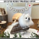 시루마루 이미지