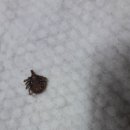 화원주유소 이미지