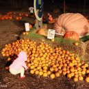 호박농장 이미지