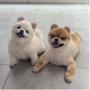 하일동물병원