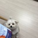 펫 아지트 | 강아지슬개골영양제 아큐펫 속편한 연어 S 추천템