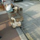 삼족구