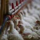 동우축산 이미지