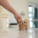 디자인독 이미지