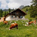 연상농장 이미지