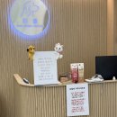 다올동물병원 | [숭늉병원] 전주 다올동물병원 후기 - 고양이 sdma, 상복부초음파