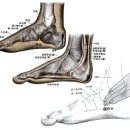 연곡혈KI2 연곡(然谷 2개 혈) : 足少陰之脈所溜爲滎火穴, 陰蹻脈之所生處 . 이미지