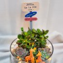 12/8 크리스마스 테라리움 이미지