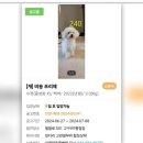 논산시 동물보호센터 | 입양합시다! 유기견,유기묘, 논산동물보호센터, 전주시 동물보호센터.로턴LPG, 전주 한성공업사,대전...