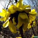 개나리와 비슷한 만리화(萬里花 Forsythia ovata ) 이미지