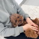 독스하트 구리 이미지