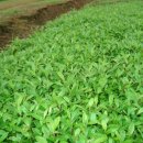 박가네농장 이미지