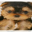 옹진사랑 | 옹진요키분양 드디어 만났다 내 운명