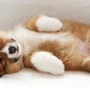 JC AUTO SHOP 이미지