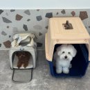 갈매독 애견유치원 이미지