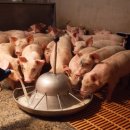 군산축산 이미지