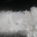 트레벨애견미용 이미지