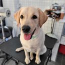 디오펫샵 이미지