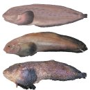 비주류생선[생소한,못생긴,천대받던 생선들] 이미지
