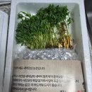 [식품] 전남장성 사포닌 풍부한 새싹삼 새싹인삼 120뿌리 레시피