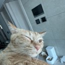 대한동물병원 | 크리스마스 다가오기 전 밍꼬 건강검진 완료!*! 포레온 동물병원 후기🫶