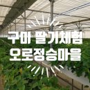 오로정승마을 영농조합법인 | 구미 딸기체험 오로정승마을 영농조합법인