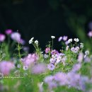 아침이슬 이미지