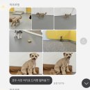 마조르댕 이미지