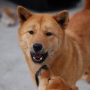 베스트 애견 이미지