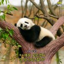 화성반점 이미지