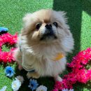 누가꽃이개 이미지