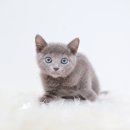 도로시 펫 | 여수 고양이분양전문샵 모든 조건을 만족시켜주는 도로시펫