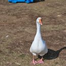 코in제주 | 아이와 함께 가볼 만한 곳 제주 애월 동물원 새별프렌즈