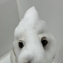 그루밍 애견미용 이미지