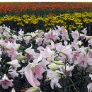 꼴배별장펜션 이미지