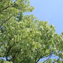 영풍 병산리 갈참나무 이미지