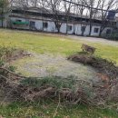 소나무둥지 이미지