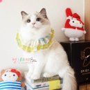 블루랙돌 이미지