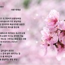 복사꽃 이미지