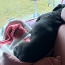 베니 | [부산/광안리] 광안리신상애견동반브런치카페맛집 페이머스베니 내돈내산 솔직후기