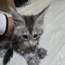 고양이분양 반하나캣 | 파주고양이분양 전문 반하나캣 메인쿤 입양기