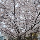 아름답고 운치있는 벚꽃길,화양화서로 화양자매로 이미지