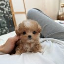 신도시켄넬 이미지