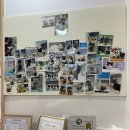 고양이 무마취미용 고미고미 화명점 이미지