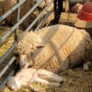 소중목장 이미지